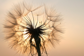Papermoon Fotobehang Paardenbloem