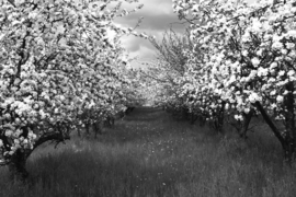 Papermoon Fotobehang Bloesemboom Plantage Zwart-Wit