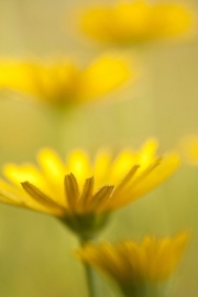 No Limits Fotobehang Dandelion 30214