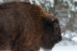 Papermoon Fotobehang Bison In De Sneeuw
