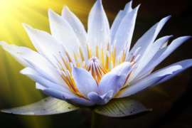 Papermoon Fotobehang Witte Lotus Bloem
