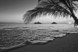 Papermoon Fotobehang Palmboom Aan Het Strand Zwart-Wit