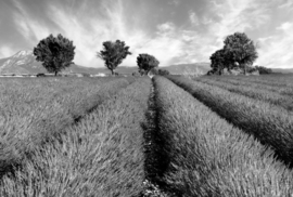 Papermoon Fotobehang Open Veld Met Bomen Zwart-Wit