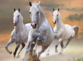 Papermoon Fotobehang Witte Paarden In het Stof