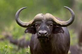 Papermoon Fotobehang Afrikaanse Buffel