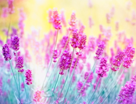Papermoon Fotobehang Lavendel Bloem