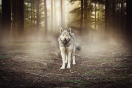 Papermoon Fotobehang Wolf In Het Bos