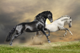 Papermoon Fotobehang Vlies  Zwart, witte paarden 18334