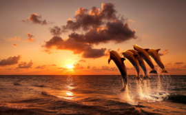 Papermoon Fotobehang Zonsondergang Springende Dolfijnen