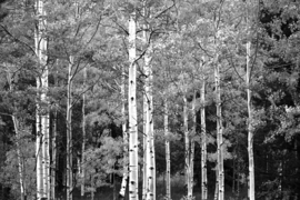 Papermoon Fotobehang Berkenbomen In Het Bos Zwart-Wit
