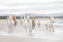 Komar Fotobehang White Horses 8-986