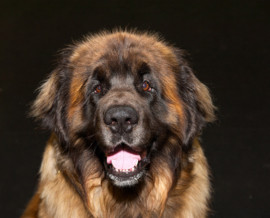 Papermoon Fotobehang Kaukasisch Herder Portret