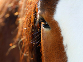 Papermoon Fotobehang Paarden Oog