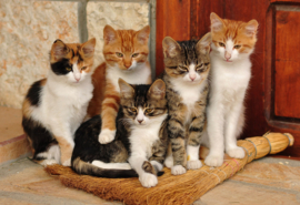 Papermoon Fotobehang Schattige Katten