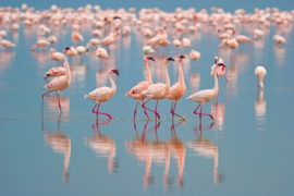 Papermoon Fotobehang Flamingos