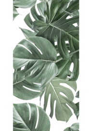 KEK Amsterdam Flora & Fauna behang Monstera WP-584