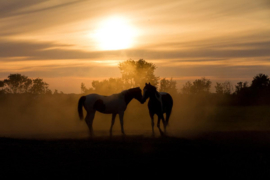 Papermoon Fotobehang Verliefde Paarden