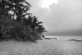 Papermoon Fotobehang Strand Palmbomen Zwart-Wit