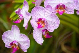 Papermoon Fotobehang Roze Orchideeën