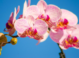 Papermoon Fotobehang Roze Phalaenopsis-Orchidee
