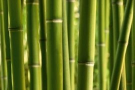 XXL Wallpaper Bamboo 0310-5