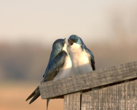 Papermoon Fotobehang Vogeltjes