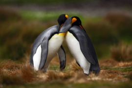Papermoon Fotobehang Knuffelende Pinguïns