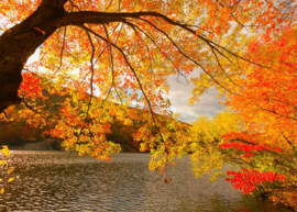 Papermoon Fotobehang Herfst Landschap