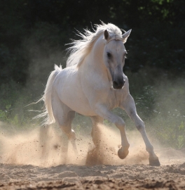 Dutch DigiWalls Fotobehang 70065 Paard