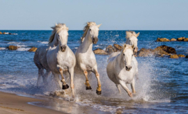 Papermoon Fotobehang Groep Camargue Paarden