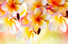 Papermoon Fotobehang Witte Bloemen Met Geel En Roze