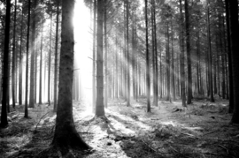 Papermoon Fotobehang Bos In De Zon Zwart-Wit