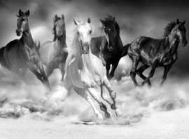 Papermoon Fotobehang Groep Paarden In Galop Zwart-Wit