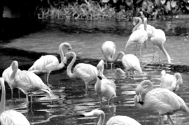 Papermoon Fotobehang Flamingo's In Het Water Zwart-Wit