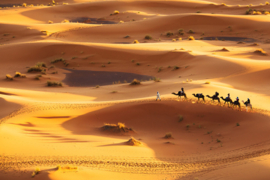 Papermoon Fotobehang Kamelen In De Woestijn