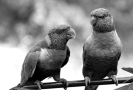 Papermoon Fotobehang Papagaaien Zwart-Wit