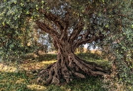 Komar Olive Tree Fotobehang National Geographic 8-531