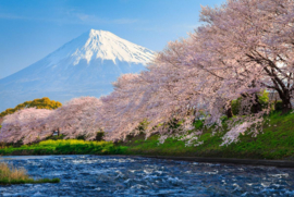 Papermoon Fotobehang Fuji En Sakura