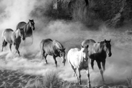 Papermoon Fotobehang Paarden Zwart-Wit