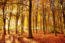 Papermoon Fotobehang Herfst Bos In De Zon
