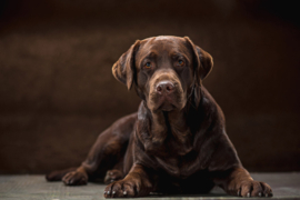 Papermoon Fotobehang Bruine Labrador