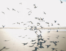 Casadeco Seaside behang Houlgate Vogels SEAS 201531010