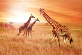 Papermoon Fotobehang Afrikaanse Giraffen