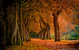 Papermoon Fotobehang Park Pad Herfst