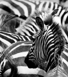 Dutch DigiWalls Fotobehang 70078 Zebra