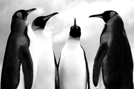 Papermoon Fotobehang Pinguïn Zwart & Wit