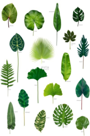 Esta Home Greenhouse Wallpaper XXL jungle bladeren 158831