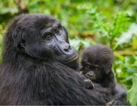 Papermoon Fotobehang Gorilla Met Baby