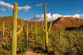 Papermoon Fotobehang Cactussen In De Natuur