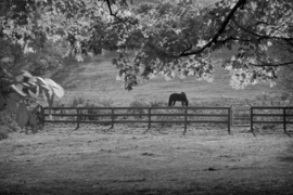 Papermoon Fotobehang Paard In De Wei Zwart-Wit
